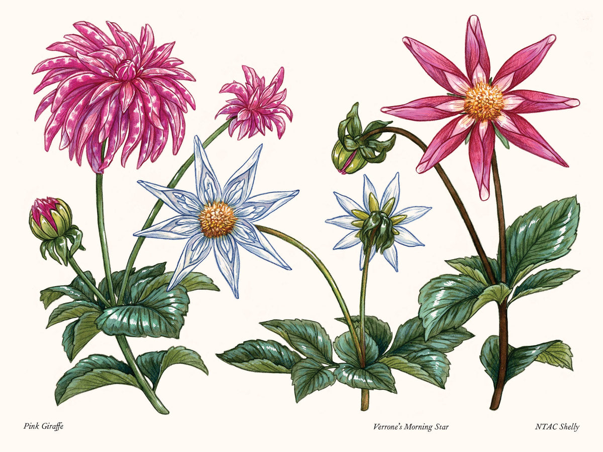 Dahlias: A Little Book of Flowers