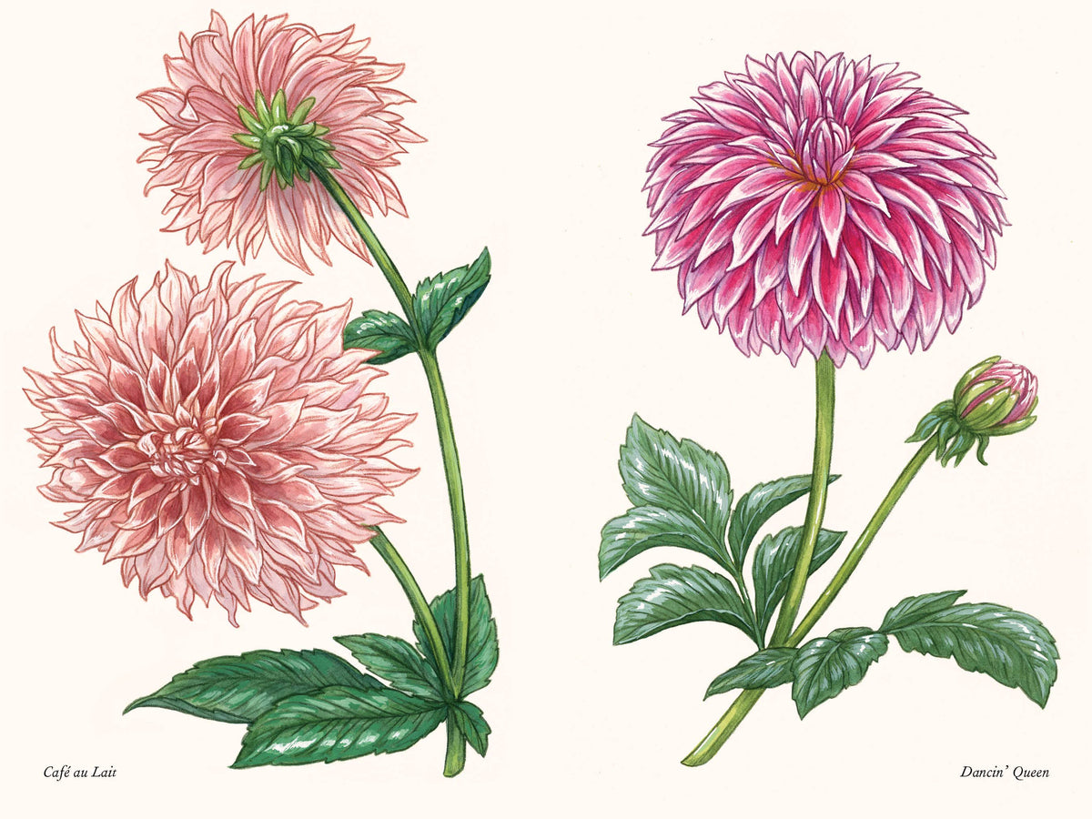 Dahlias: A Little Book of Flowers